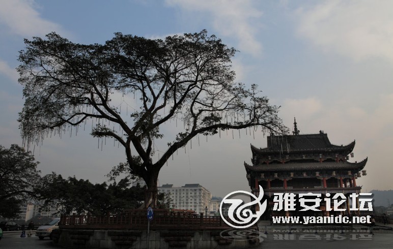 langqiao.jpg