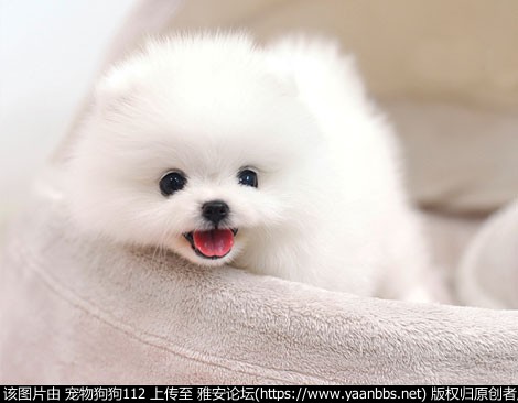 O1CN01W8L1dR1lgQbhyUxxh_!!4106894848.jpg