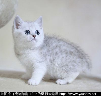O1CN01Jir5Qi22i7YbjZMZz_!!3925827153.jpg
