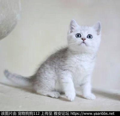 O1CN01li9HWJ22i7Yc9LMo1_!!3925827153.jpg