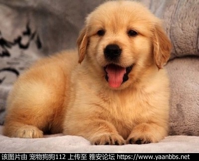 O1CN0124NAdPiGm2mUVSe_!!2633437378.jpg