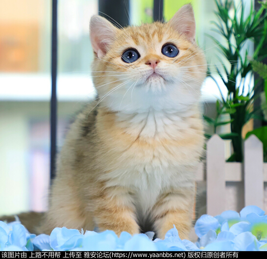 QQͼƬ20190521185054.png