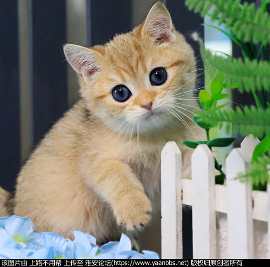 QQͼƬ20190521185129.png