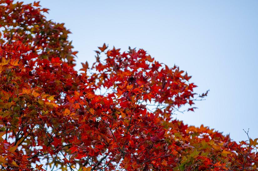 ΢Žͼ_20211017132756.jpg